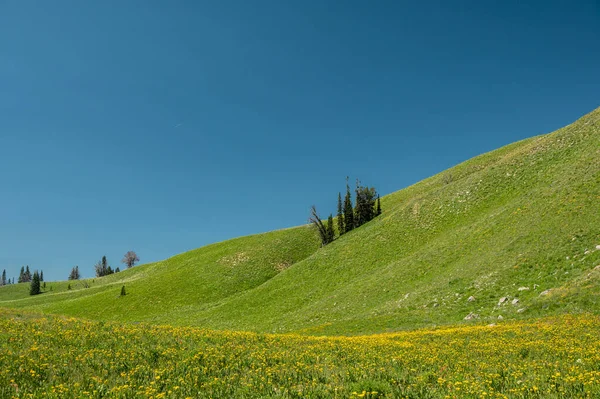 Rolling Hills Grand Teton Ulusal Parkı 'ndaki Teton Crest Yolu boyunca çiçeklerle kaplı.