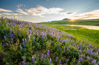 Hayden Vadisi 'ndeki Yellowstone Nehri boyunca Lupin Çiçekleri Üzerindeki Güneş patlaması