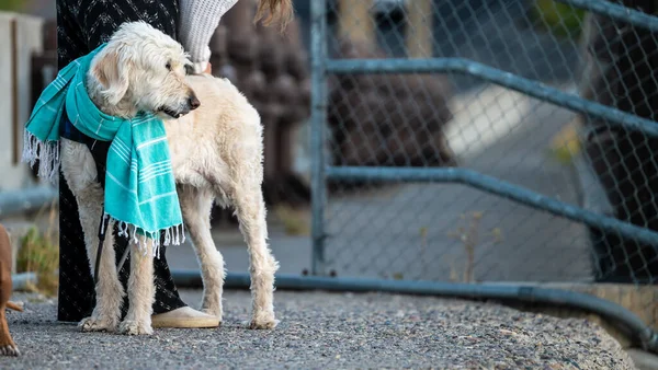 Shaggy White Dog Mit Buntem Schal Und Kopierraum Nach Rechts — Stockfoto
