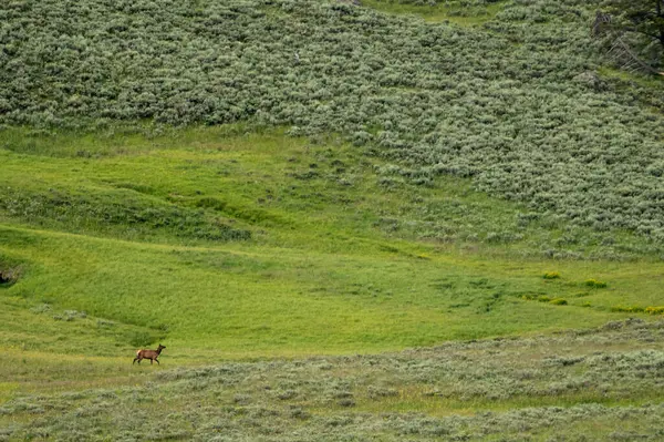 Single Elk Walks Hayden Valley Hill Side Summer — Stock Photo, Image