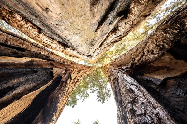 stock image Standing Between the Giants and Looking Straight Up in a grove of sequoia trees