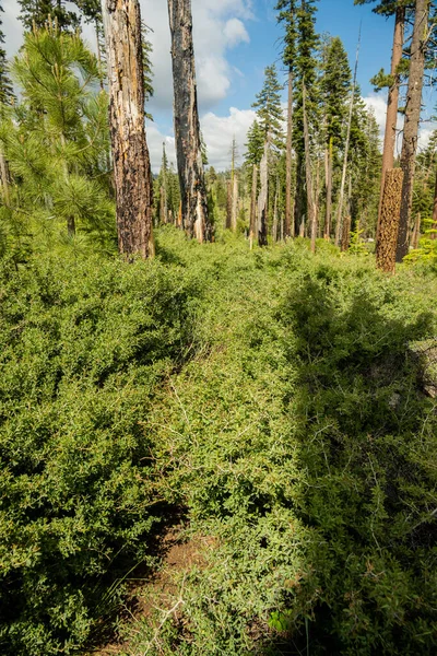 Arbustos Espinho Branco Sufocam Trilha Torno Lago Laurel Yosemite — Fotografia de Stock