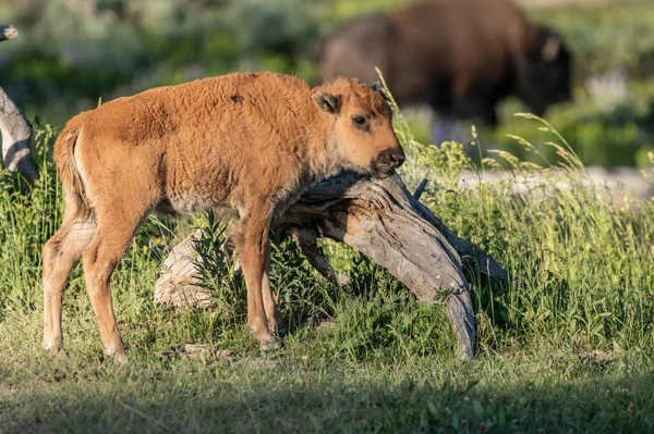 Baby Bison Scratches Itself Fallen Log Yellowstone National Park — Stock Photo, Image