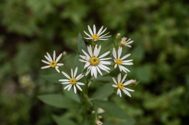 Grand Teton Ulusal Parkı 'nda Papatyalar Çiçek Açtı