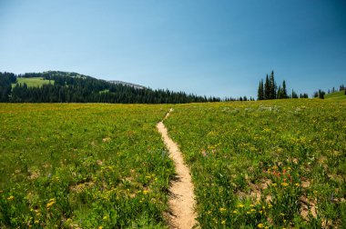 Grand Teton Ulusal Parkı 'ndaki Teton Crest Patikası boyunca çimen ve kır çiçekleri.