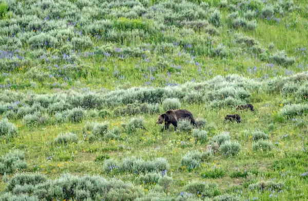 Grizzly Show Walks Across Field With Two Cubs Following Her in Yellowstone