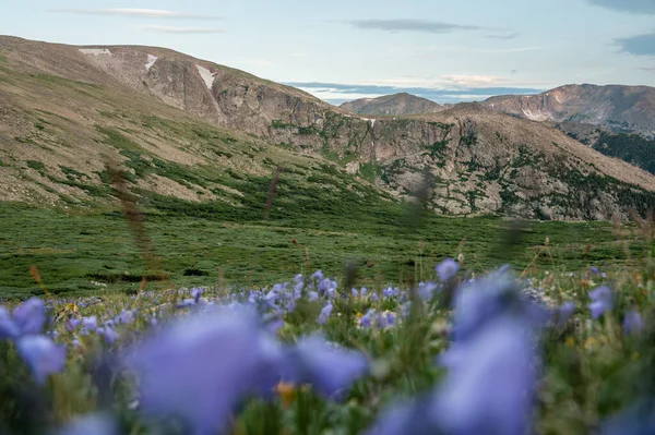 Stormy Peaks ve Mumya Sıradağları Rocky Mountain Ulusal Parkı 'ndaki HareBell Dağları' na bakıyorum.