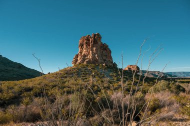 Big Bend 'deki bacaların önündeki Ocotillo şubeleri.