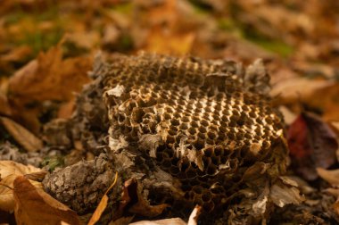 Eşek arısı yuvası Dumanlarda Yere Düştü
