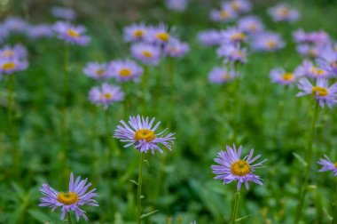 Yazın Rocky Dağları Ulusal Parkı 'nda Aster Çiçeklerinin Mor Çiçekleri