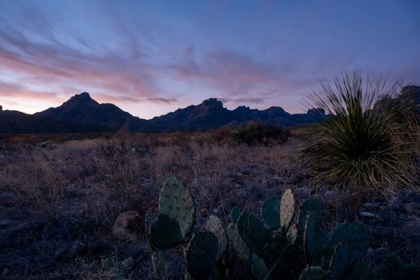 Kaktusfeige Und Sotol Pflanze Mit Chisos Bergen Bei Sonnenaufgang Big — Stockfoto
