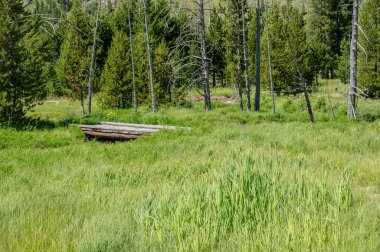 Yellowstone 'daki Grizzly Gölü yolunda küçük tahta köprü çayırdaki dereyi geçiyor.