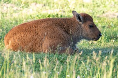 Yavru Bison Yellowstone Ulusal Parkı Hayden Vadisi 'nde oturuyor