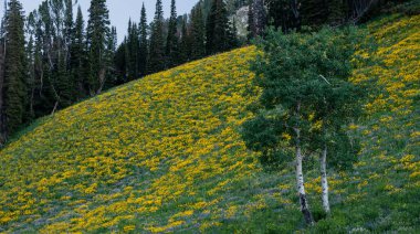 Aspen Ağaçları Grand Teton Ulusal Parkı 'ndaki Sarı Yabani Çiçeklerin Yamaçlarında