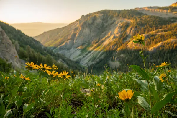 Parlak Sarı Ayçiçekleri Grand Teton Ulusal Parkı 'ndaki Granit Kanyon' da Sabah Işığına uzanır.