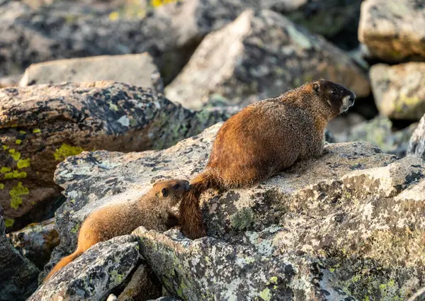 Genç Marmot Rocky Dağı Ulusal Parkı 'ndaki Boulder Field' da Anneler Kuyruğunu Çekiyor