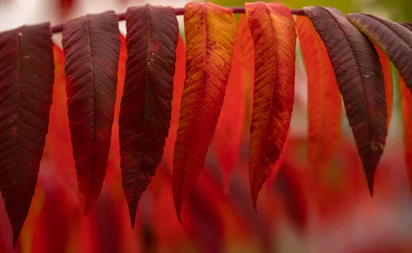 Различные Оттенки Красных Листьев Сумакском Дереве Осенью — стоковое фото