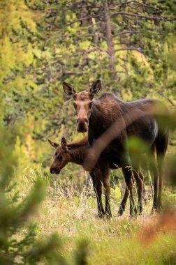 Anne Geyik, arkasında baldırı olan kalın fırçayla kameraya bakmak için duruyor.