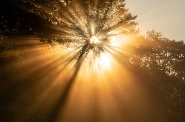 Portakal Işığındaki Büyük Ağaç 'ın Ortası' ndan birden fazla güneş ışığı püskürdü.