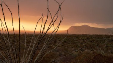 Ocotillo Pembe Gün Doğumu 'nun Önünde Büyük Viraj Çölünde