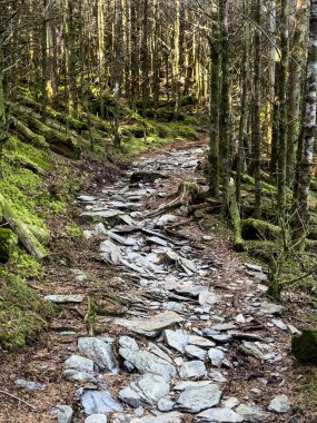 Büyük Dumanlı Dağlar Ulusal Parkı 'ndaki Yosun Ormanı' nda Rocky Patikası