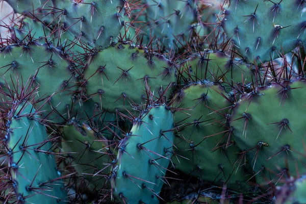 stock image Purple Spines on prickly Pear Cactus Plant in Big Bend