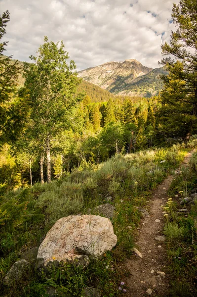 Rocky Dar Patikası Grand Teton Ulusal Parkı 'ndaki Ormana Dar Virajlar