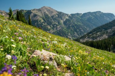 Yaban çiçekleri Grand Teton Ulusal Parkı 'ndaki Çayırı dolduruyor