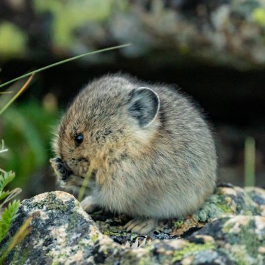 Rocky Dağı Ulusal Parkı 'nda Ön Pençeli Yumuşak Pika Tırmık Surat