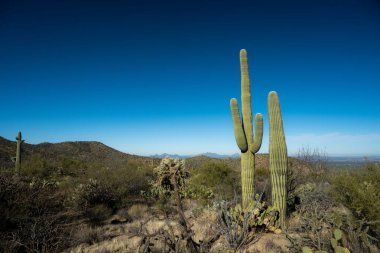 Saguaro Ulusal Parkı 'ndaki Tuscon Dağları' nda Kaktüs Kümesinin Birçok Tipi Bir arada