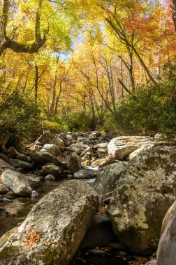 Büyük Dumanlı Dağlar Ulusal Parkı 'nda Sonbahar Örtüsü Altında Taşıyıcı Deresi Damlıyor