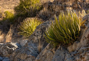 Dikenli Agave bir patika boyunca Jut 'ı havada bıraktı.
