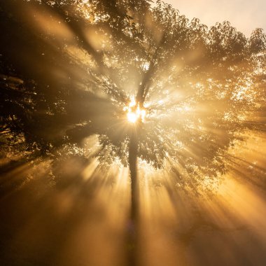 Yaz sonlarında Smokies 'de Sis kaplı ağaçta güneş ışığı patladı.