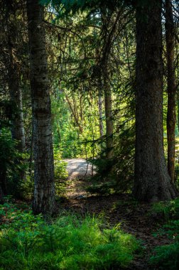 Thin Trail, Grand Teton Ulusal Parkı 'ndaki Yoğun Orman' dan Yola Geçer