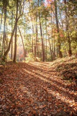Parlak Güneş Işıkları Dar Yol Üzerindeki Orman Smokies 'de