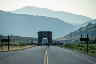 Genç Geyik Yellowstone 'un dışındaki Roosevelt Kemeri' nin yakınındaki Boş Yol 'u geçiyor.