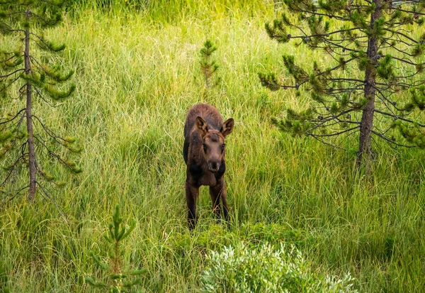 Baby Moose Pauses Look Directly Camera Field Grand Teton National — Stock Photo, Image