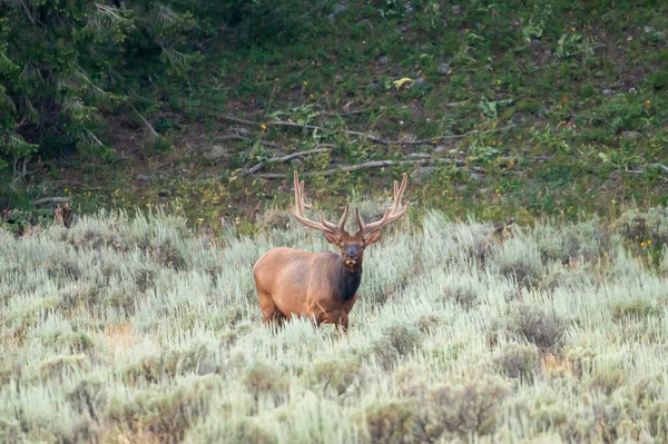 Bull Elk Pauses Sage Brush — Stock fotografie