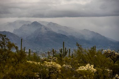 Sabah Karları Saguaro Ulusal Parkı 'ndaki Rincon Dağları' na düşüyor.