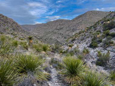 Aşırı gelişmiş patika Keskin Çöl Bitkileriyle tıkanmış Büyük Viraj 'daki Çatlaklar Evi Yolu sona eriyor
