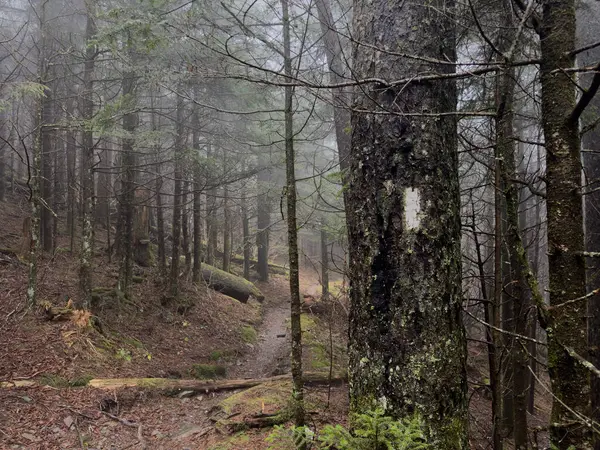 White Blaze Mossy Tree Wet Day Appalachian Trail — Stock Photo, Image