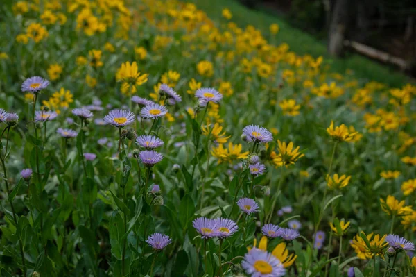Astor Fleurs Soleil Carpet Hill Side Haut Dans Gamme Teton — Photo