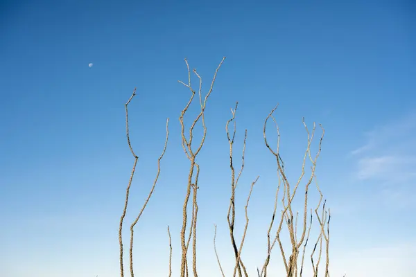 Ocotillo 식물의 가지가 왼쪽으로 하늘에 — 스톡 사진