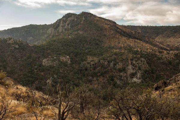 Árvores Carbonizadas Incêndios Florestais Passados Nas Montanhas Chisos Big Bend — Fotografia de Stock