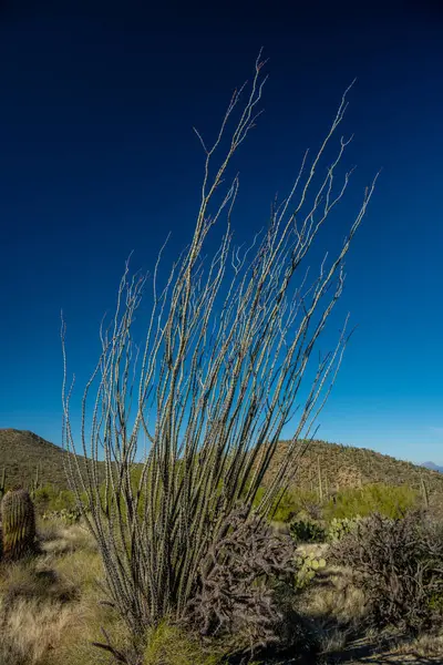 Pełna Roślina Ocotillo Przeciwko Jasnemu Błękitnemu Niebu — Zdjęcie stockowe