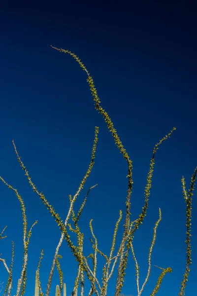 Zielone Liście Pop Ocotillo Przeciwko Niebieskiemu Niebu Saguaro — Zdjęcie stockowe