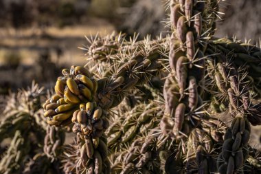 Zincirin Sessiz Tonları Bağlantı Kaktüsü Kapat