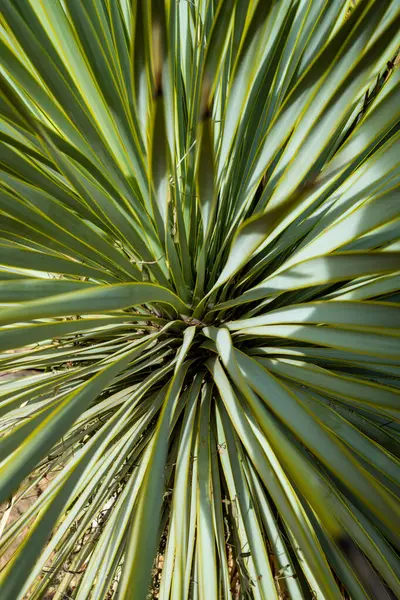 Groviglio Foglie Yucca Verde Vicino Grande Curva — Foto Stock