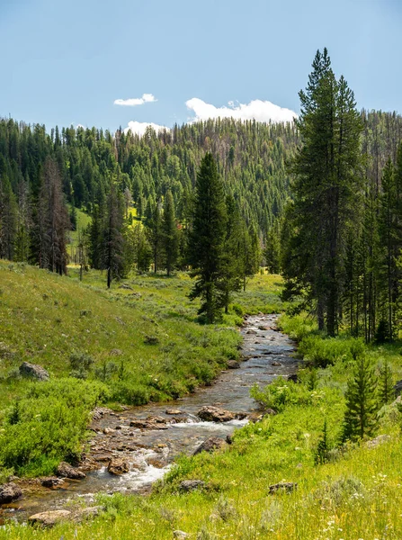 Bacon Rind Creek Yellowstone Parkı 'nın kuzey batı köşesindeki çayırdan geçiyor.