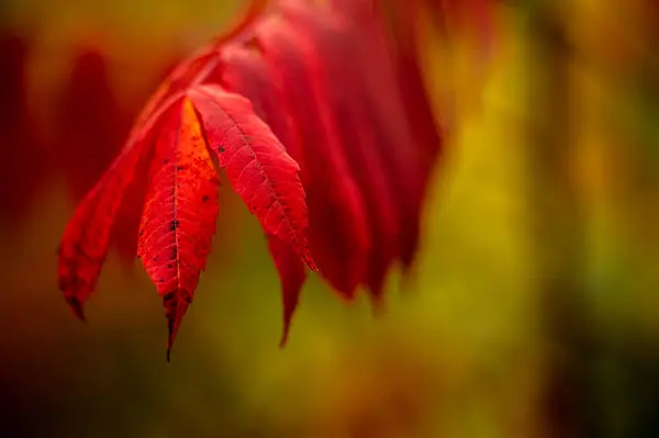 Яркие Красные Листья Вершине Ветки Сумак Горах Блю Ридж — стоковое фото